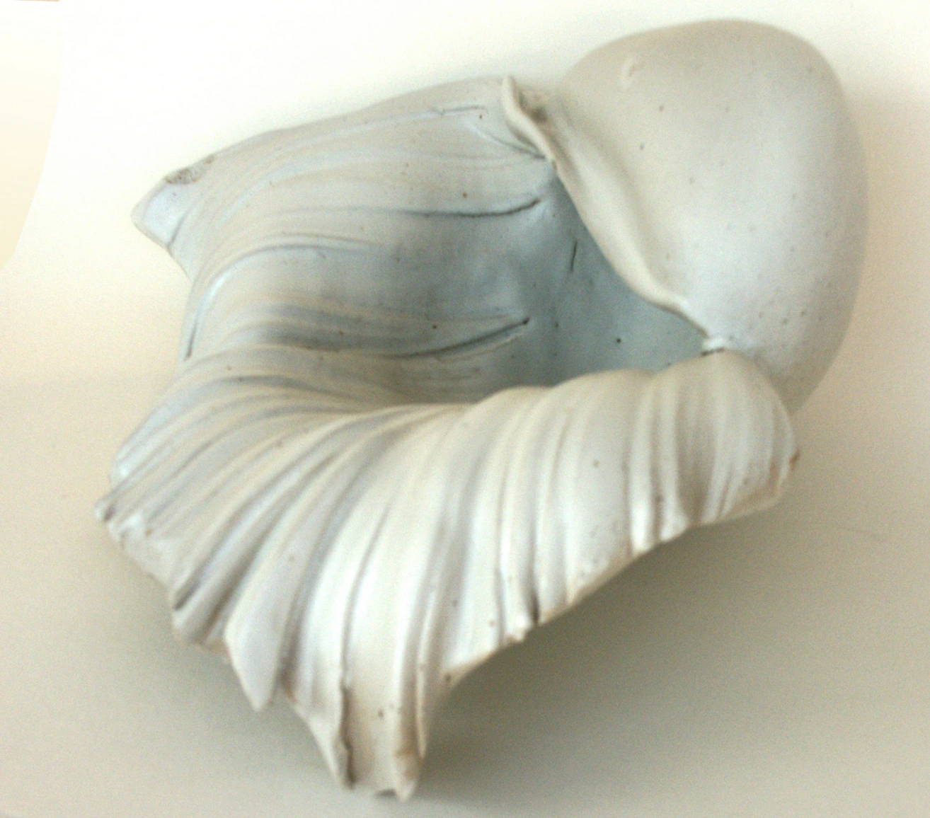 CONQUE MARINE - Thumbnail 2