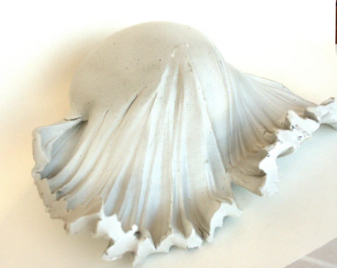 CONQUE MARINE