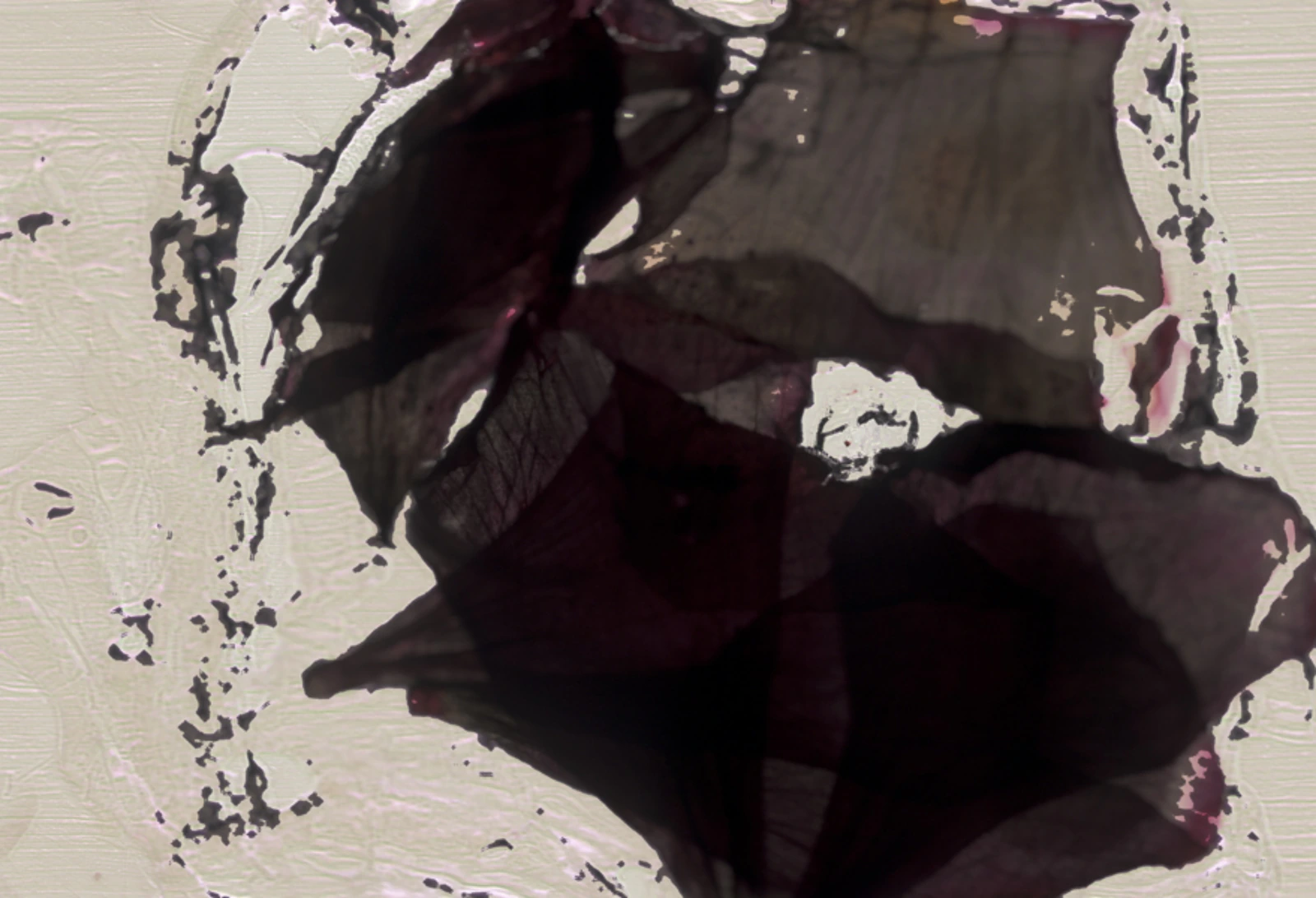 diapographique #08