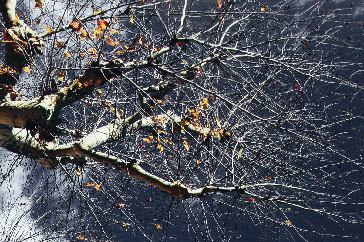 A DOS D'OISEAU - Thumbnail 4