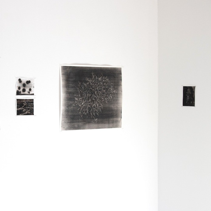 Lichen - Thumbnail 2