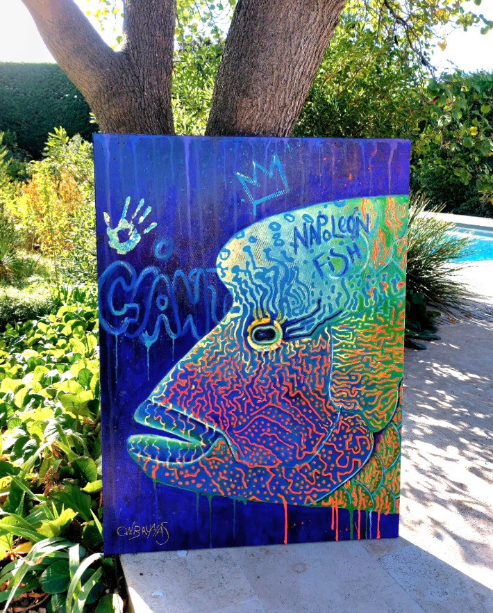 Meeting with the napoleon fish - Thumbnail 2