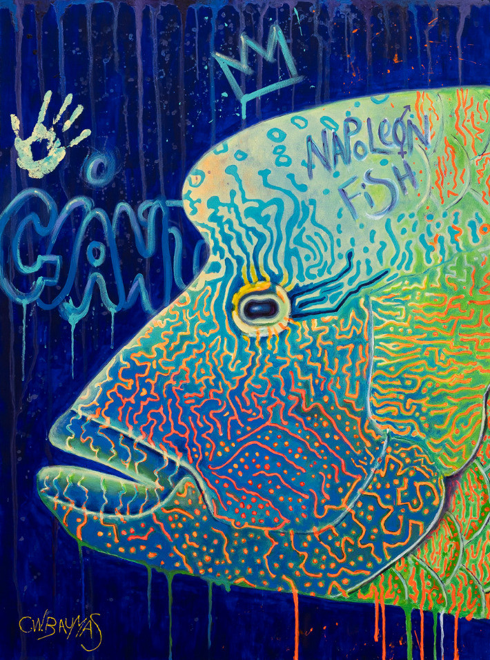 Meeting with the napoleon fish